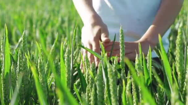 Ręce Dziecka Dotykają Kolców Pszenicy Polu Letni Dzień Zielone Tło — Wideo stockowe