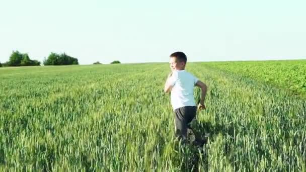 Šťastné Dítě Zády Utíká Pole Pozadí Zelené Pšenice Bílé Oblohy — Stock video
