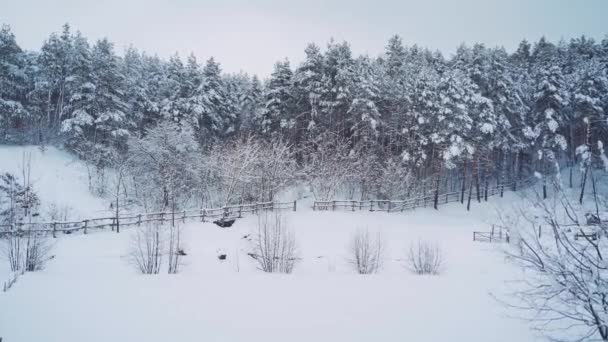 冬の森の眺め 右側のカメラの動き 素晴らしい風景 霜の多い天気 — ストック動画