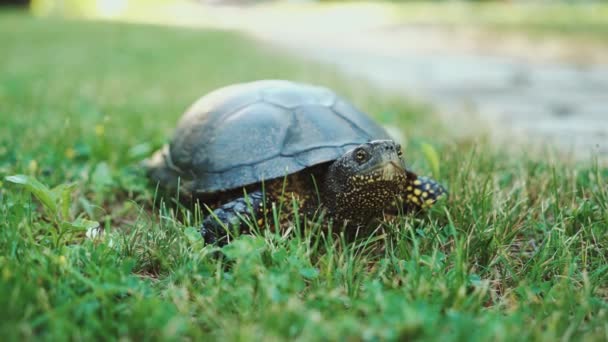 Landsköldpaddan Gräset Sköldpadda Som Springer Skogen — Stockvideo