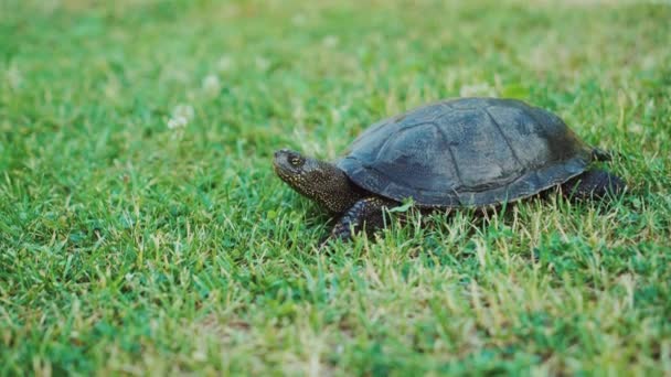 カメは植物の間で地面を這う 森の中を走る亀 — ストック動画