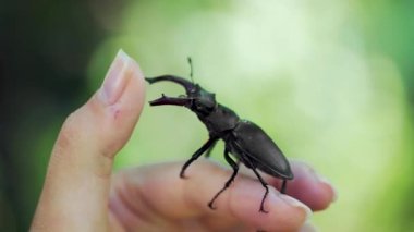 Büyük boynuzlu böcek. Bir elde geyik böceği. (Lucanus cervus)