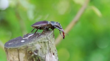 Ağacın üzerinde sürünen bir geyik böceği. Ormanda nadir bulunan böcekler. (Lucanus cervus).