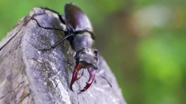 Geyik Böceği (Lucanus cervus). Yaşlı ağaçtaki böcek geyik böceği. Savaşçı böcek.