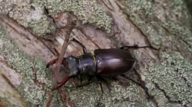 Geyik Böceği (Lucanus cervus). Yaşlı ağaçtaki böcek geyik böceği. Savaşçı böcek.