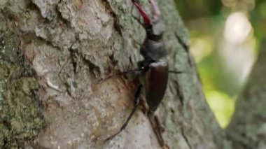 Büyük bir böcek olan Lucanus Cervus bir ağacın kabuğunda sürünür. Savaşçı böcek. Geyik Böceği