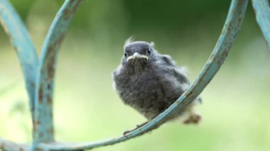 Çitin üzerinde oturan küçük güzel kuş, hayvanlar ve doğa