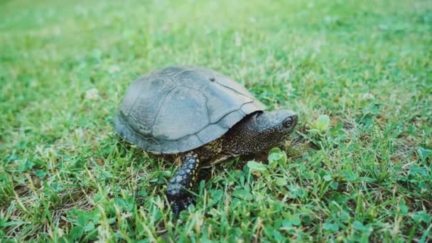 Turtle Slowly Feeding Green Grass — Stock Video