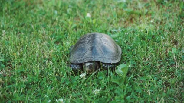 Landsköldpaddan Gräset Sköldpadda Kryper Marken Bland Växterna — Stockvideo