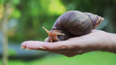 Bir kadının avucundaki salyangoz. Dev Afrika kara salyangozu (Achatina fulica)