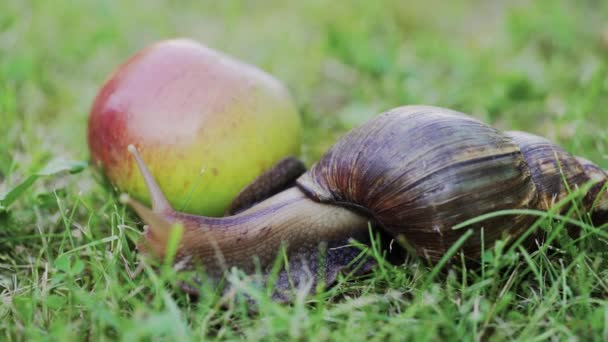 Grand escargot rampant dans le jardin. L'escargot géant Achatina est le plus grand mollusque terrestre 