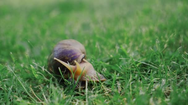 Grand escargot rampant dans le jardin. L'escargot géant Achatina est le plus grand mollusque terrestre 