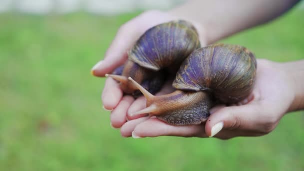非洲的大型蜗牛在雌性手掌上的阿卡蒂娜 富里卡 美容院的宠物 — 图库视频影像