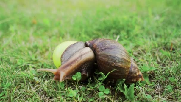 Caracol Grande Arrastrándose Jardín Caracol Africano Achatina Molusco Terrestre Más — Vídeos de Stock