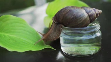 Büyük kahverengi salyangoz su kavanozundan masadaki yeşil yaprağa doğru sürünüyor. Afrika kara salyangozu (Achatina fulica)