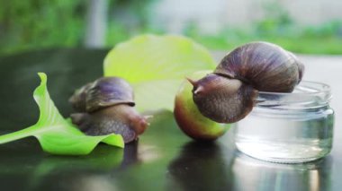 İki Achatina salyangozu birbirine sürtünüyor. Büyük Afrika salyangozları Achatina Fulica.