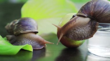 Dev Afrika kara salyangozları (Achatina fulica). Elmanın üzerinde oturan salyangoz.