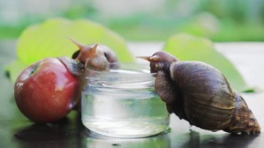 İki Achatina salyangozu suyla dolu bir bardağa oturur. Büyük kahverengi salyangoz.