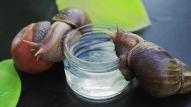 Büyük bir salyangoz elmaya yaslanır ve su dolu bir kavanoza tırmanır. Dev Afrika kara salyangozu (Achatina fulica)
