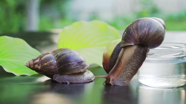 Giant African Land Snails Crawling Domestic Shellfish Healing Mucus — Stock Video