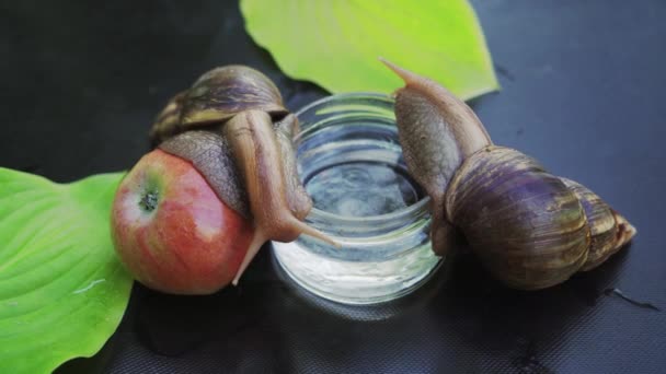 Two Giant African Land Snails Crawling Snail Sitting Apple — Stock Video