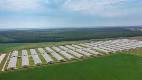 Blick Auf Geflügelställe Auf Feldern Luftaufnahme Einer Geflügelfarm Inmitten Von — Stockvideo