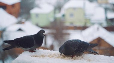 Güvercinler soğuk kışın dışarıda yemek yiyorlar. Kuşlar şehrin sokaklarında.