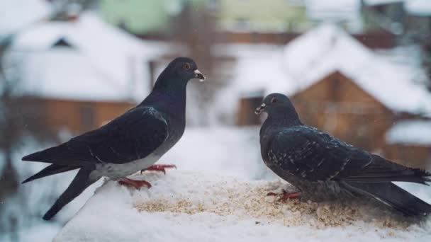 Pombos Que Alimentam Sementes Inverno Pássaros Nas Ruas Cidade — Vídeo de Stock