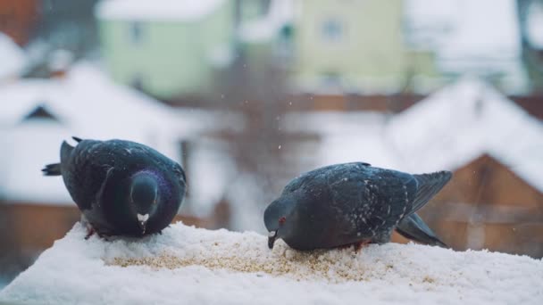 Голуби Питаются Семенами Зимой Птицы Улицах Города — стоковое видео