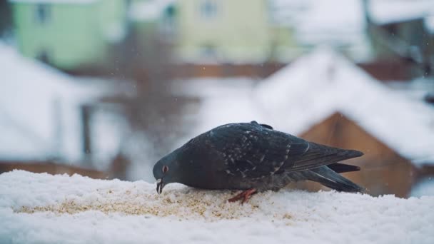 街中のピジョン 冬の雪の上の鳩 — ストック動画