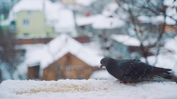 Holubi Jedí Chladné Zimě Venku Ptáci Ulicích Města — Stock video