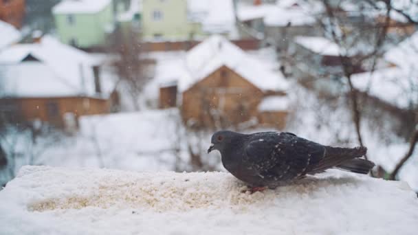 灰色の鳩は冬の寒い霜の日に雪の上に座る鳩 — ストック動画