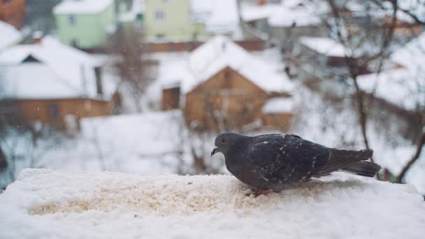 Colomba Grigia Piccione Sedersi Sulla Neve Freddo Giorno Gelido Inverno — Video Stock