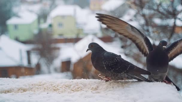 Piccioni Che Nutrono Semi Inverno Uccelli Strade Della Città — Video Stock