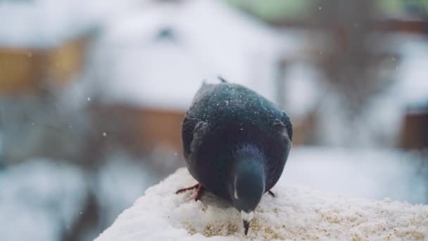 Tourterelle Hivernale Poils Rapprochés Pigeon Hiver Est Assis Dans Neige — Video