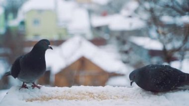 Şehir sokaklarında güvercinler. Kışın kar üzerinde güvercinler.