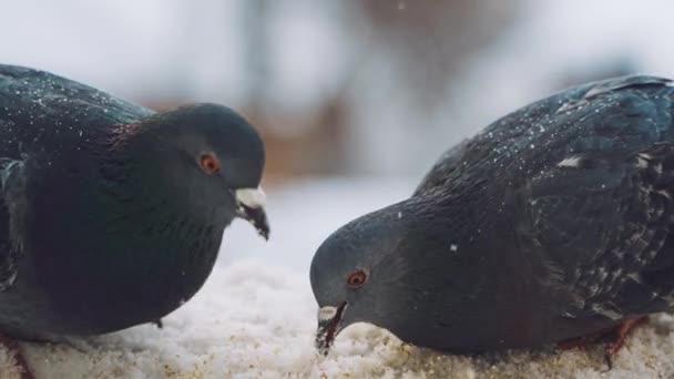 Vogels Voeden Zich Winter Moedige Duiven Worstelend Met Kou Winterstraten — Stockvideo