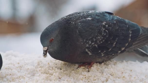 鳩は食べ物を食べる 灰色の鳩は冬の寒い霜の日に雪の上に座る鳩 — ストック動画
