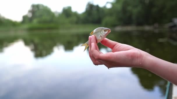 手の中の魚を閉じます 女性が握っている自然魚の姿を間近に見る — ストック動画