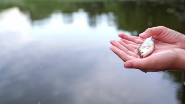 Рука Тримає Маленьку Рибу Жінка Рука Тримає Маленьку Рибу Відкритому — стокове відео