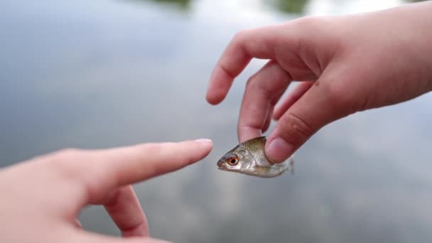 Жінка Шкодує Про Рибу Крупним Планом Вид Жінки Руки Шкодують — стокове відео