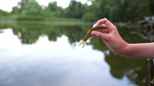 Риба Руці Жінки Жінка Тримає Маленьку Рибу Руці Проти Води — стокове відео