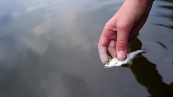 Kleine Fische Der Hand Großaufnahme Von Frauenhänden Die Fische Unter — Stockvideo