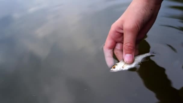 Peces Pequeños Mano Primer Plano Las Manos Mujer Sosteniendo Peces — Vídeo de stock