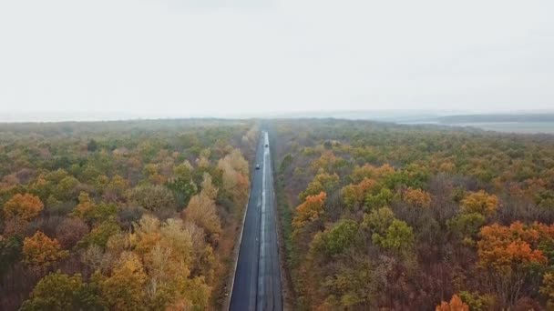 Drzewny Las Przejezdną Drogą Widok Góry Drogi Asfaltowej Przechodzi Przez — Wideo stockowe