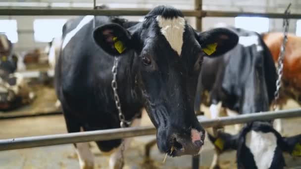 Melkkoeien Boerderij Boerderij Met Melkkoeien — Stockvideo