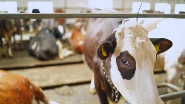 奶牛在奶牛场 有很多多色奶牛的养鸡场 — 图库视频影像