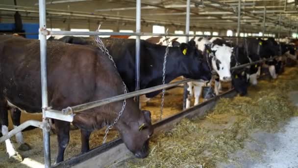 Fütterung Der Kühe Auf Dem Hof Rinderherde Frisst Heu Kuhstall — Stockvideo