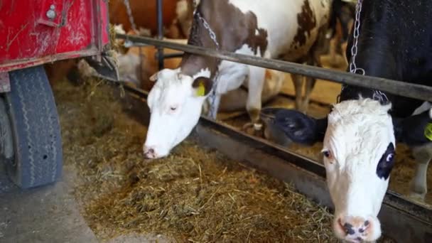 Vache Ferme Laitière Mangeant Foin Vue Rapprochée Alimentation Des Vaches — Video