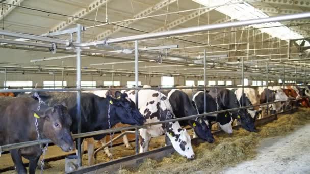 Кормление Коров Дневной Ферме Молочные Коровы Кормятся Промышленных Фермах — стоковое видео